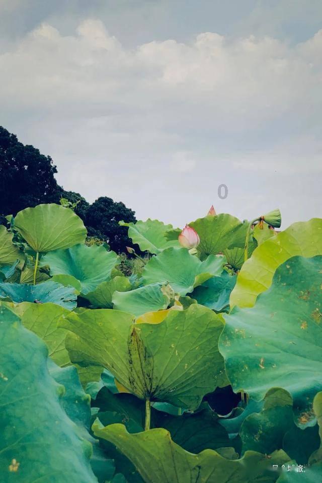 骑马与砍杀